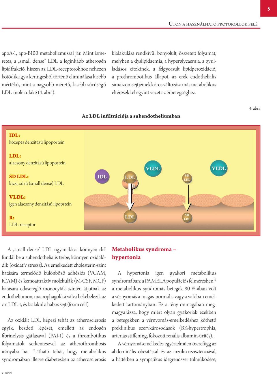 LDL-molekuláké (4. ábra).