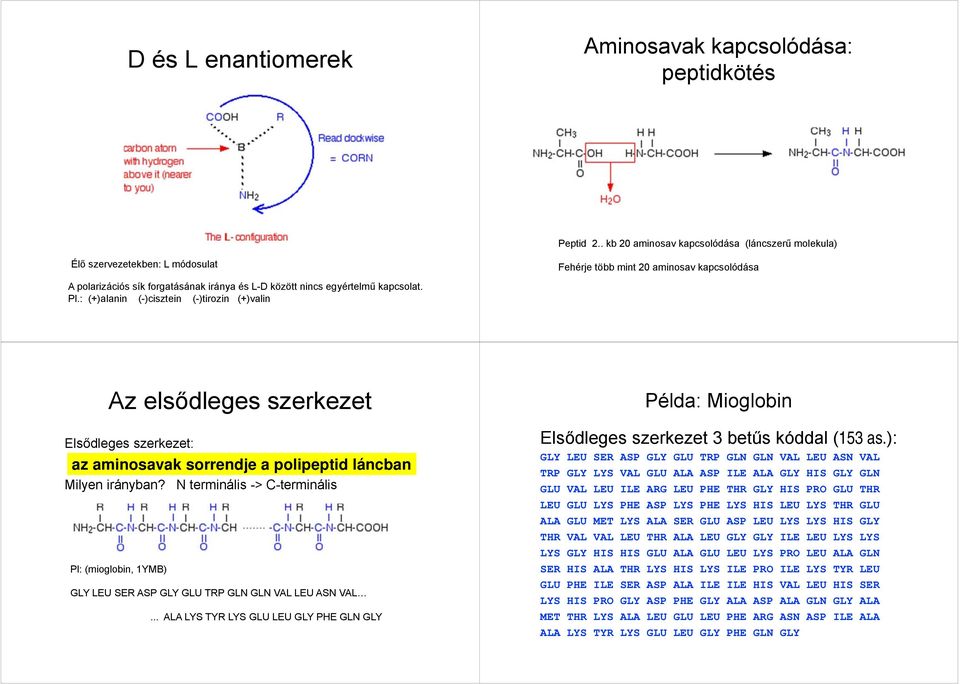 kapcsolat. Pl.: (+)alanin (-)cisztein (-)tirozin (+)valin Az elsődleges szerkezet Elsődleges szerkezet: az aminosavak sorrendje a polipeptid láncban Milyen irányban?