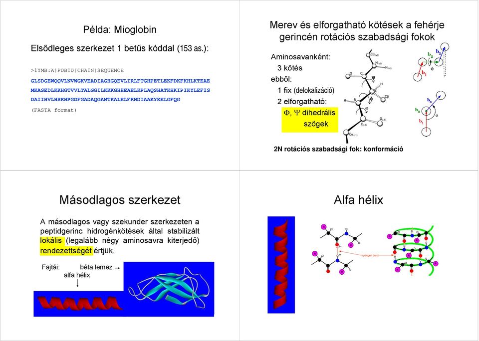 DAIIHVLHSKHPGDFGADAQGAMTKALELFRNDIAAKYKELGFQG (FASTA format) Merev és elforgatható kötések a fehérje gerincén rotációs szabadsági fokok Aminosavanként: 3 kötés ebből: 1 fix