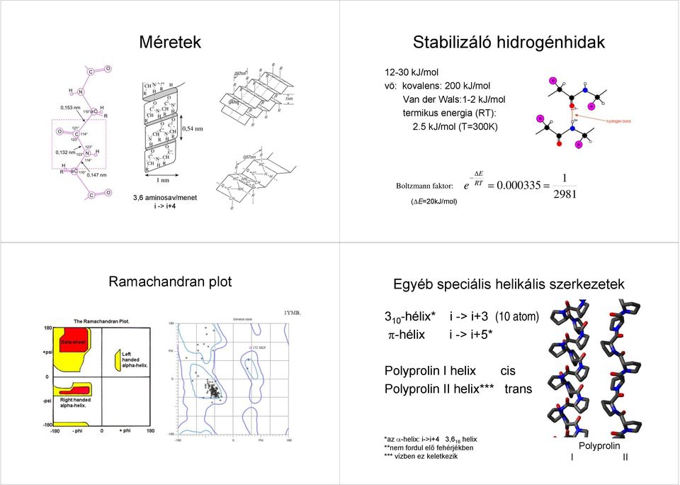 000335 = 1 2981 Ramachandran plot Egyéb speciális helikális szerkezetek 3 10 -hélix* i -> i+3 (10 atom) π-hélix i -> i+5*