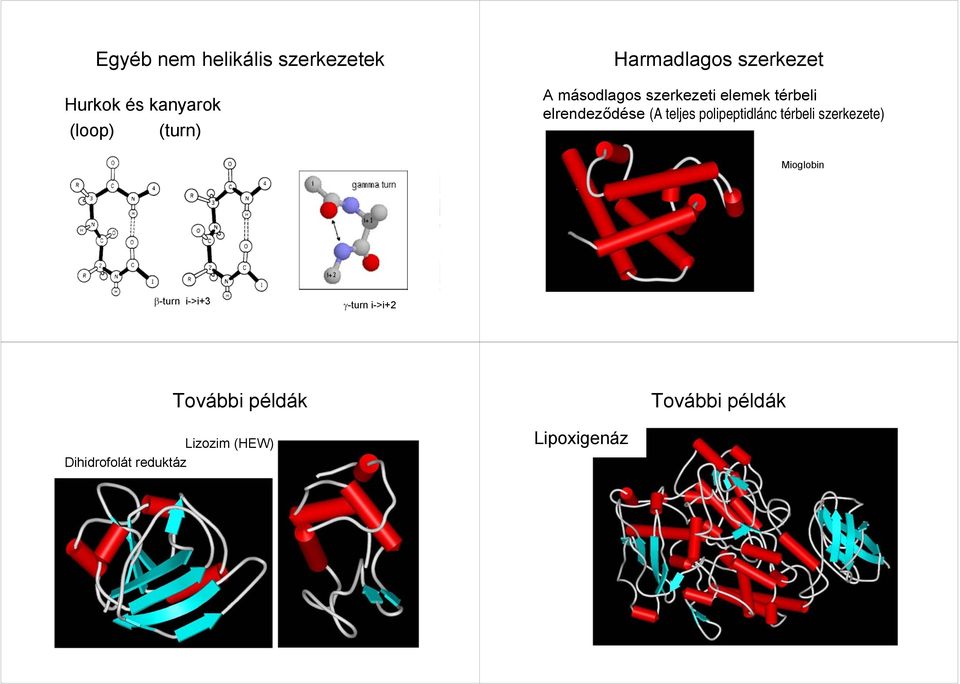 (A teljes polipeptidlánc térbeli szerkezete) Mioglobin β-turn i->i+3