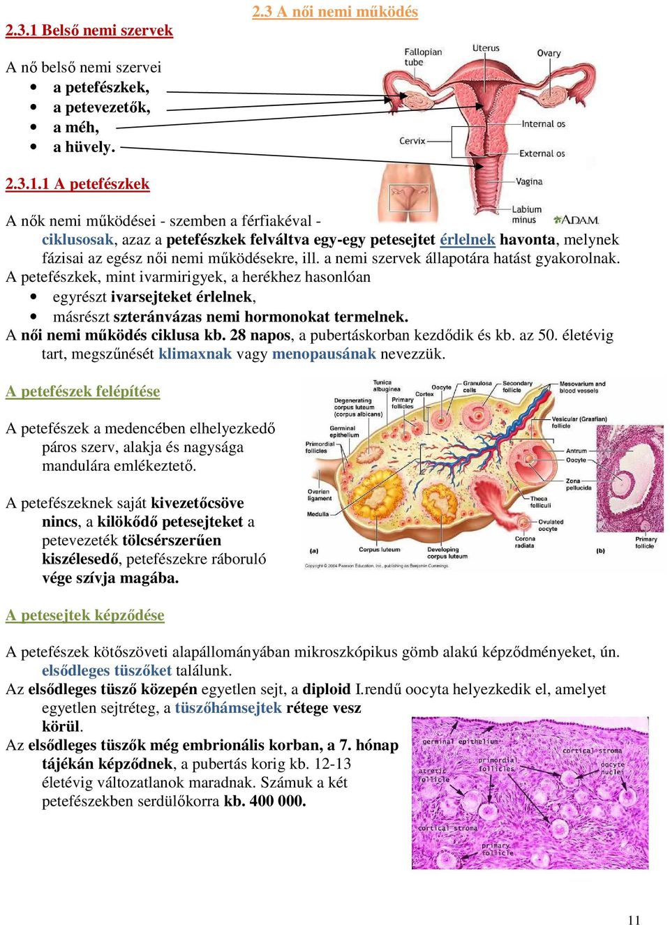 A női nemi működés ciklusa kb. 28 napos, a pubertáskorban kezdődik és kb. az 50. életévig tart, megszűnését klimaxnak vagy menopausának nevezzük.