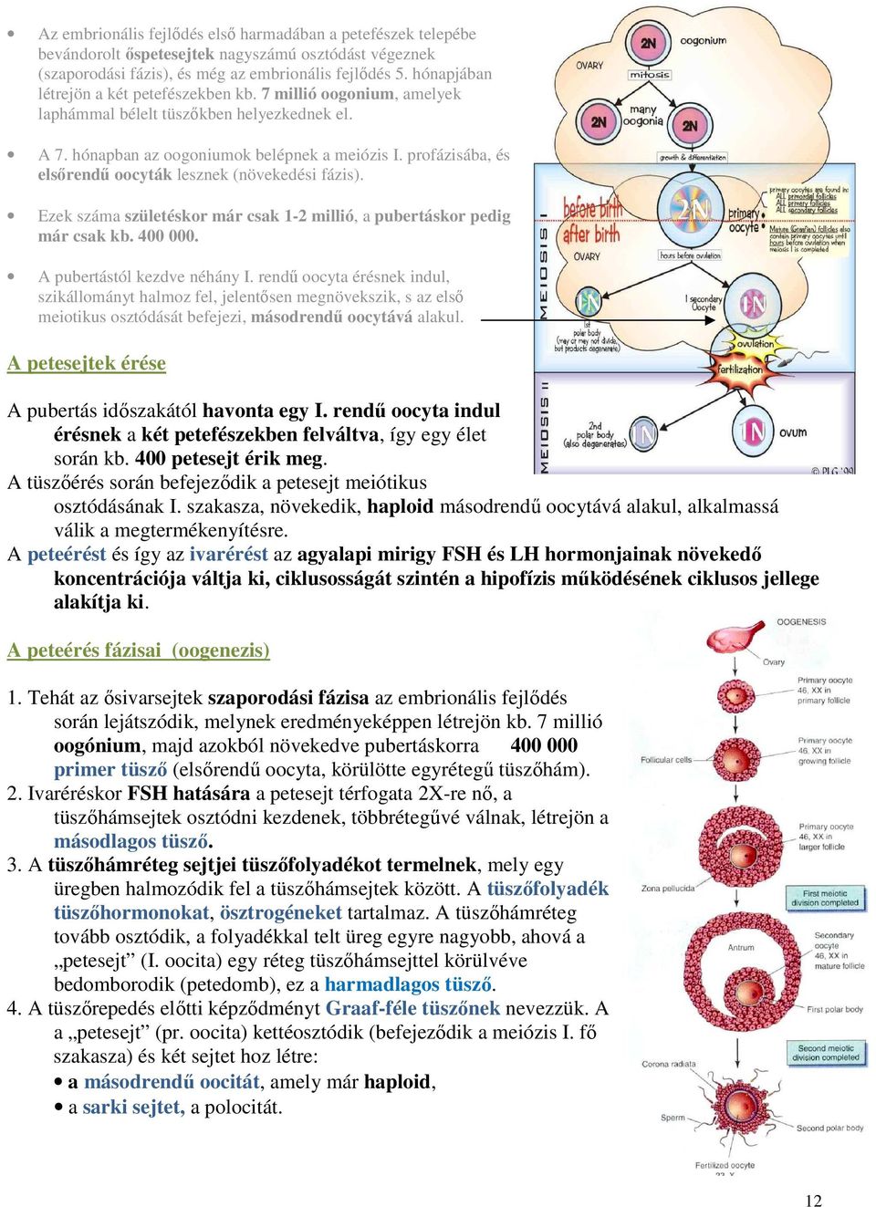 profázisába, és elsőrendű oocyták lesznek (növekedési fázis). Ezek száma születéskor már csak 1-2 millió, a pubertáskor pedig már csak kb. 400 000. A pubertástól kezdve néhány I.