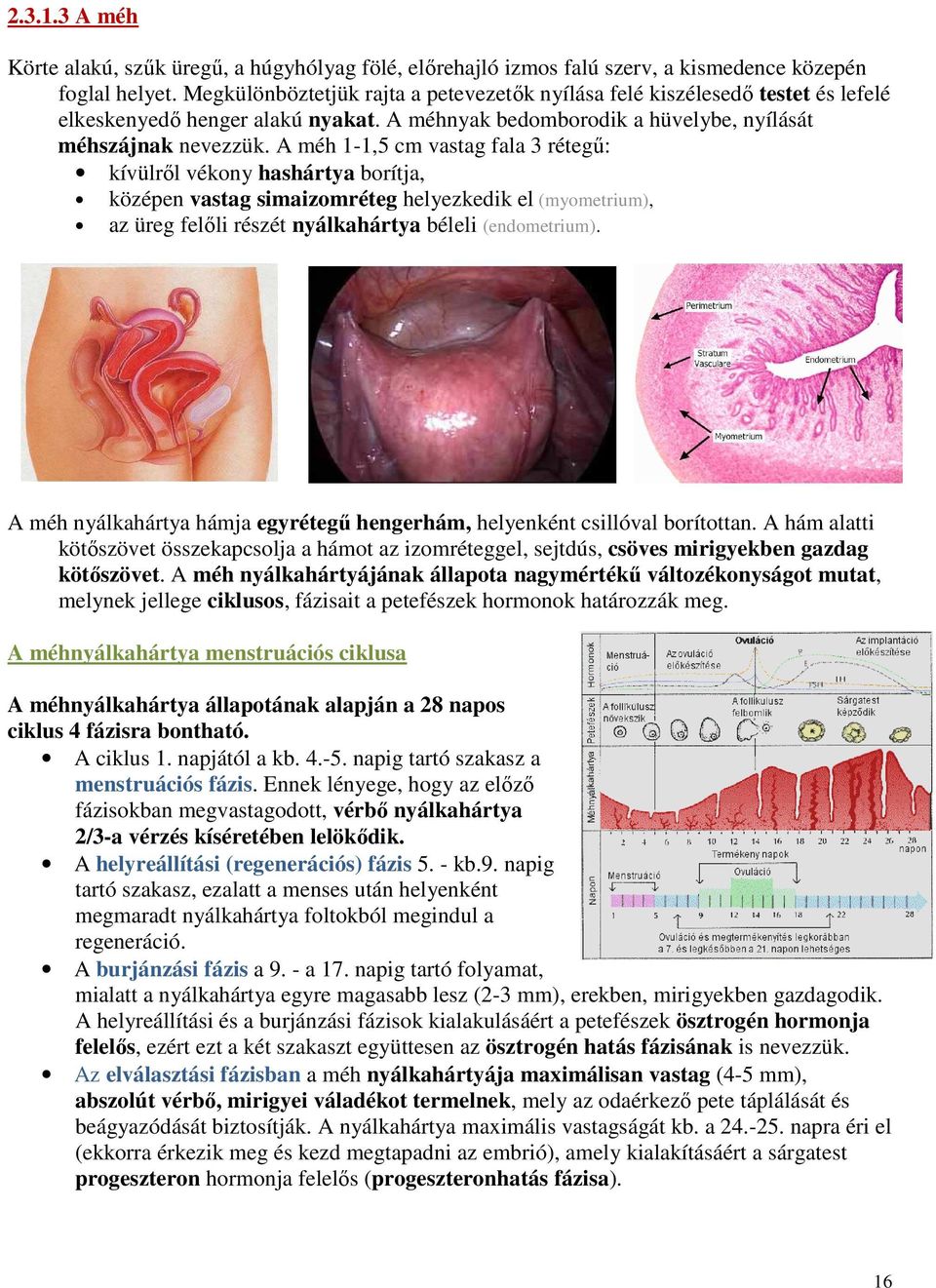 A méh 1-1,5 cm vastag fala 3 rétegű: kívülről vékony hashártya borítja, középen vastag simaizomréteg helyezkedik el (myometrium), az üreg felőli részét nyálkahártya béleli (endometrium).