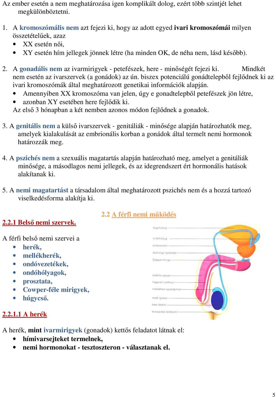 A gonadális nem az ivarmirigyek - petefészek, here - minőségét fejezi ki. Mindkét nem esetén az ivarszervek (a gonádok) az ún.