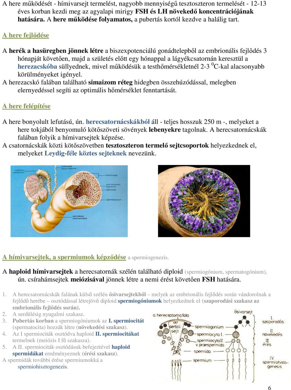 A here fejlődése A herék a hasüregben jönnek létre a biszexpotenciálú gonádtelepből az embrionális fejlődés 3 hónapját követően, majd a születés előtt egy hónappal a lágyékcsatornán keresztül a