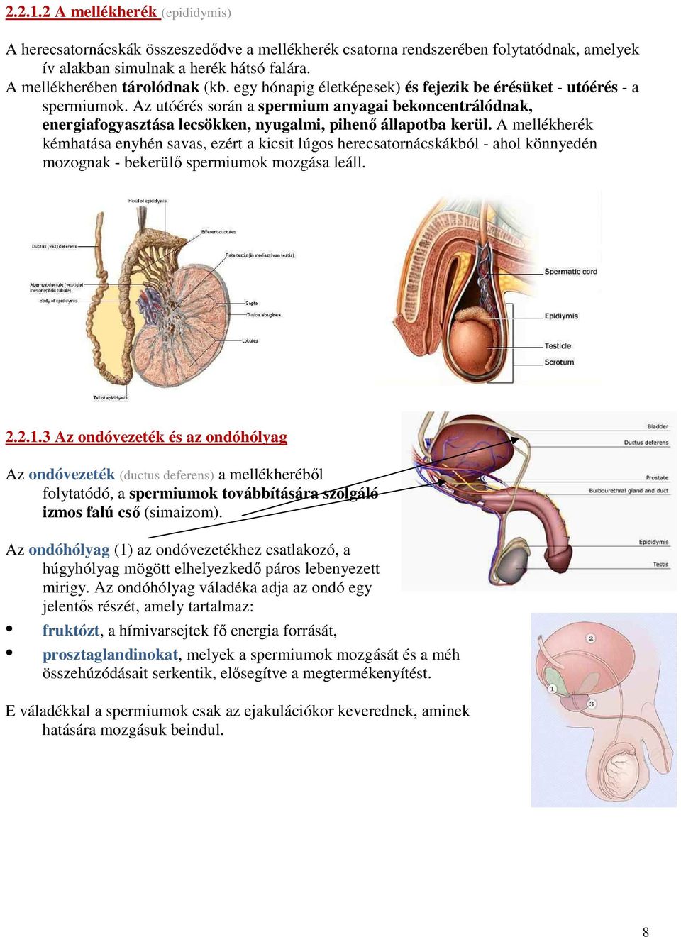 A mellékherék kémhatása enyhén savas, ezért a kicsit lúgos herecsatornácskákból - ahol könnyedén mozognak - bekerülő spermiumok mozgása leáll. 2.2.1.