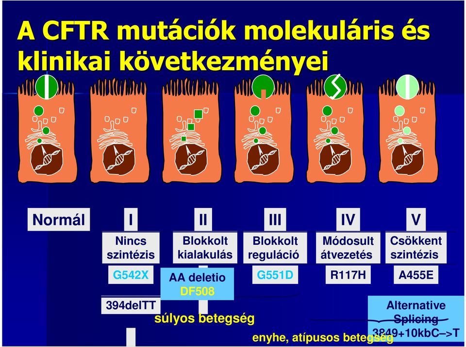 DF508 súlyos betegség Blokkolt reguláció G551D Módosult átvezetés R117H