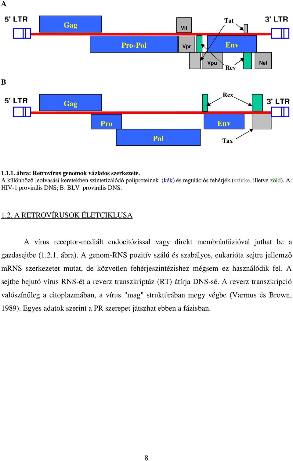 A RETROVÍRUSOK ÉLETCIKLUSA A vírus receptor-mediált endocitózissal vagy direkt membránfúzióval juthat be a gazdasejtbe (1.2.1. ábra).