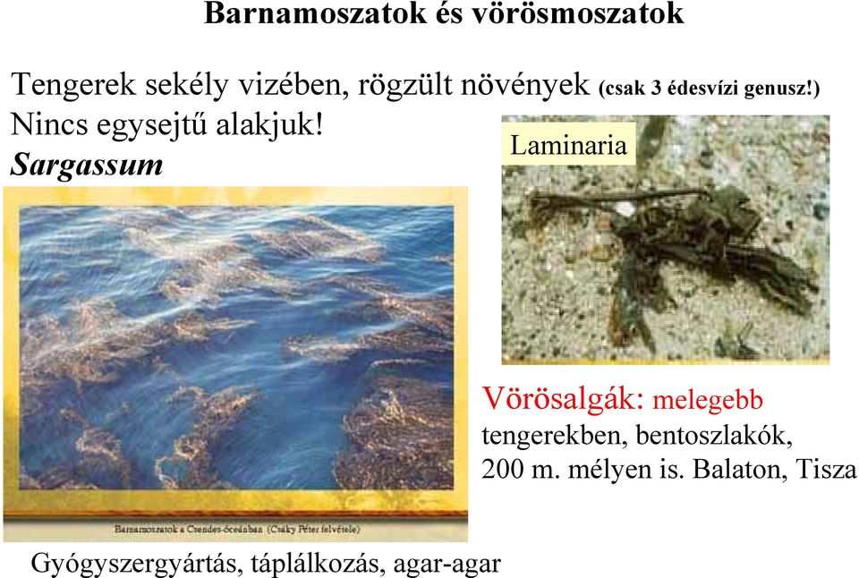 Laminaria Sargassum Vörösalgák: melegebb tengerekben,