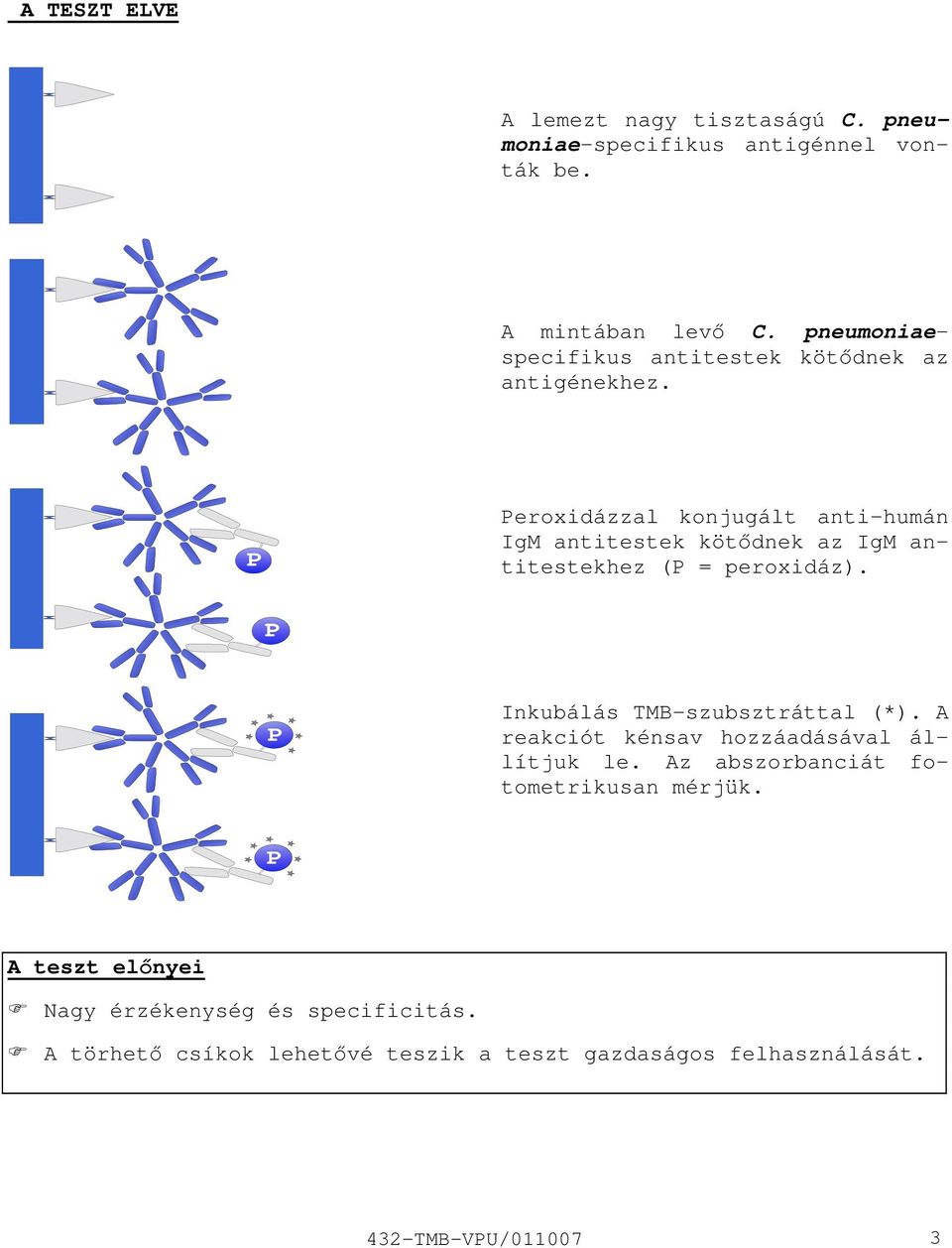 Peroxidázzal konjugált antihumán IgM antitestek kötődnek az IgM antitestekhez (P = peroxidáz). Inkubálás TMBszubsztráttal (*).