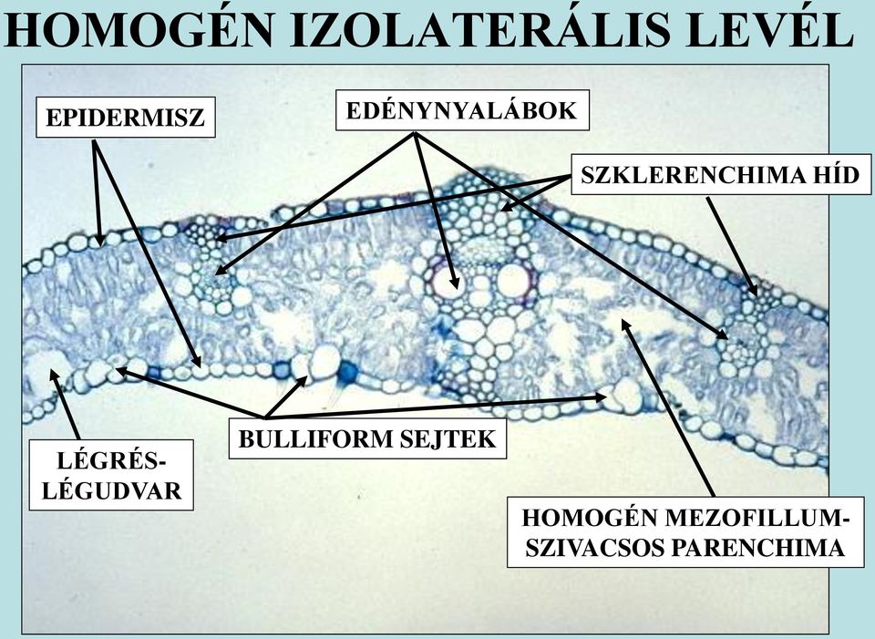 SZKLERENCHIMA HÍD LÉGRÉS- LÉGUDVAR