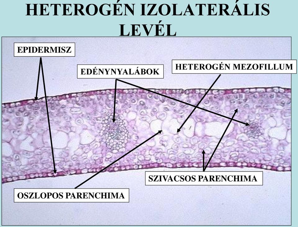 EDÉNYNYALÁBOK HETEROGÉN