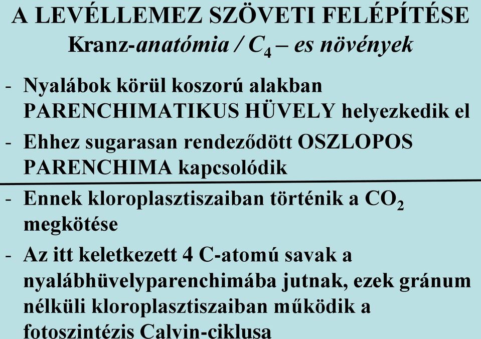 - Ennek kloroplasztiszaiban történik a CO 2 megkötése - Az itt keletkezett 4 C-atomú savak a