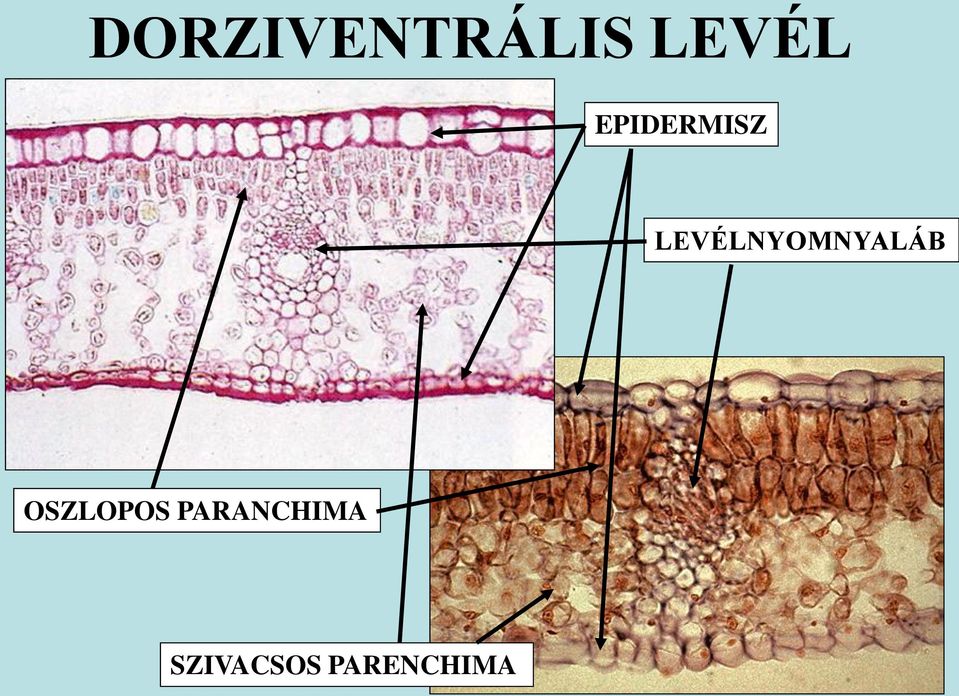 LEVÉLNYOMNYALÁB