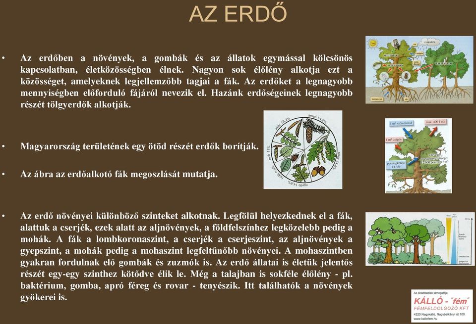 Az ábra az erdőalkotó fák megoszlását mutatja. Az erdő növényei különböző szinteket alkotnak.