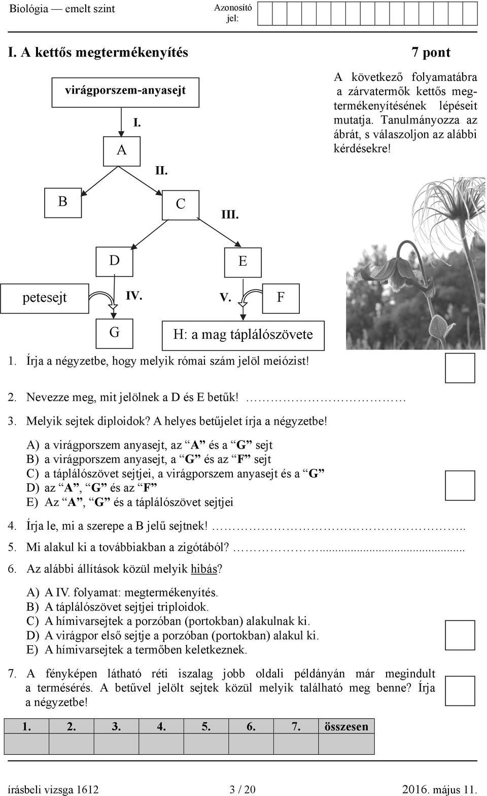 Nevezze meg, mit jelölnek a D és E betűk! 3. Melyik sejtek diploidok? A helyes betűjelet írja a négyzetbe!