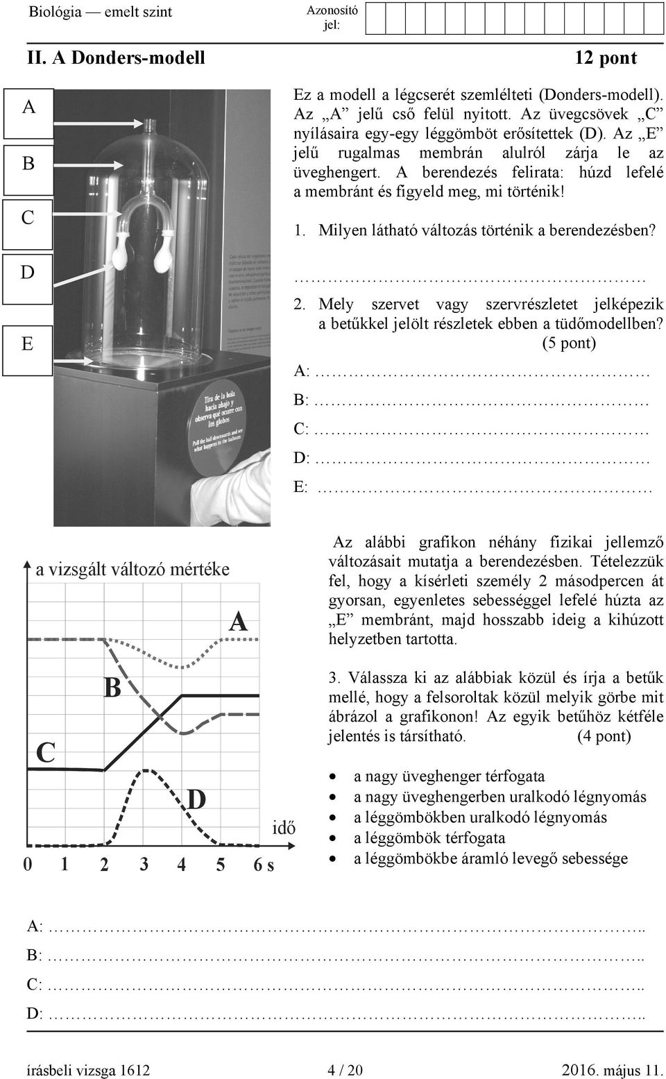 Mely szervet vagy szervrészletet jelképezik a betűkkel jelölt részletek ebben a tüdőmodellben?