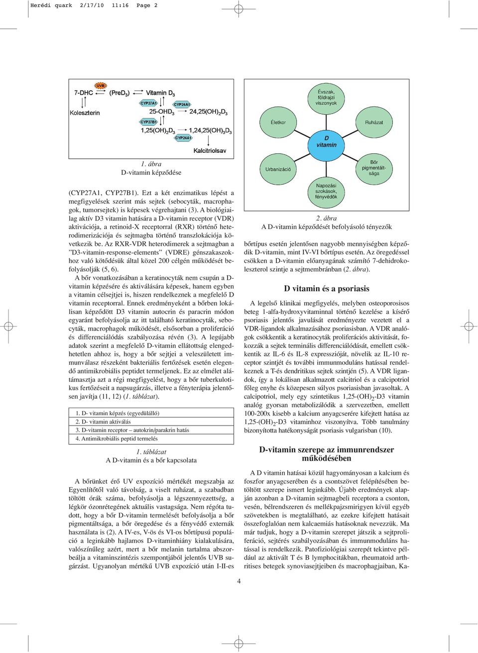 A biológiailag aktív D3 vitamin hatására a D-vitamin receptor (VDR) aktivációja, a retinoid-x receptorral (RXR) történô heterodimerizációja és sejtmagba történô transzlokációja következik be.