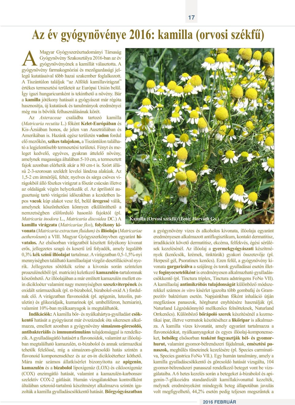 A Tiszántúlon találjuk az Alföldi kamillavirágzat értékes termesztési területeit az Európai Unión belül. Így igazi hungaricumként is tekinthetõ a növény.