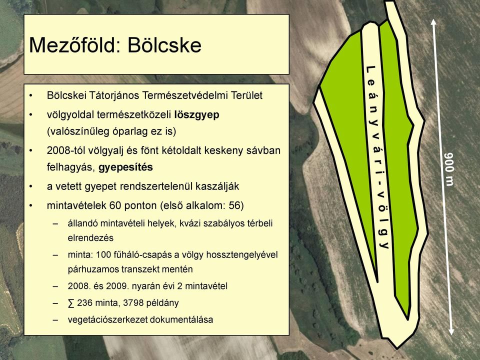 ponton (első alkalom: 56) állandó mintavételi helyek, kvázi szabályos térbeli elrendezés minta: 1 fűháló-csapás a völgy