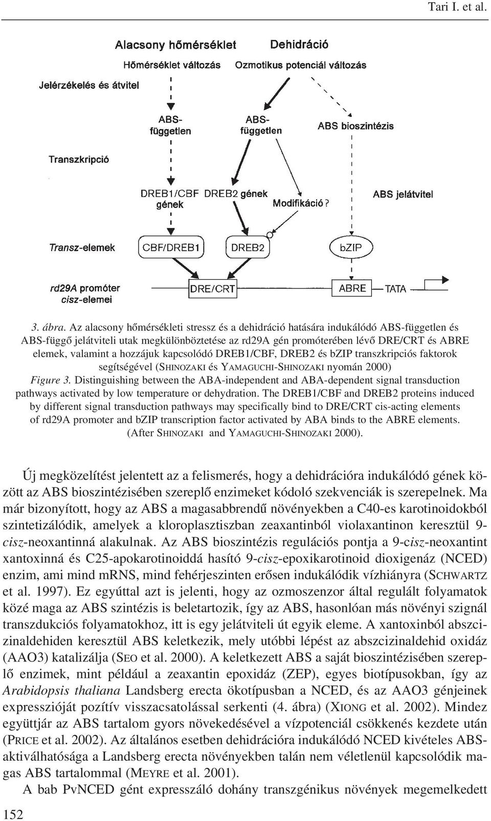 hozzájuk kapcsolódó DREB1/CBF, DREB2 és bzip transzkripciós faktorok segítségével (SHINOZAKI és YAMAGUCHI-SHINOZAKI nyomán 2000) Figure 3.