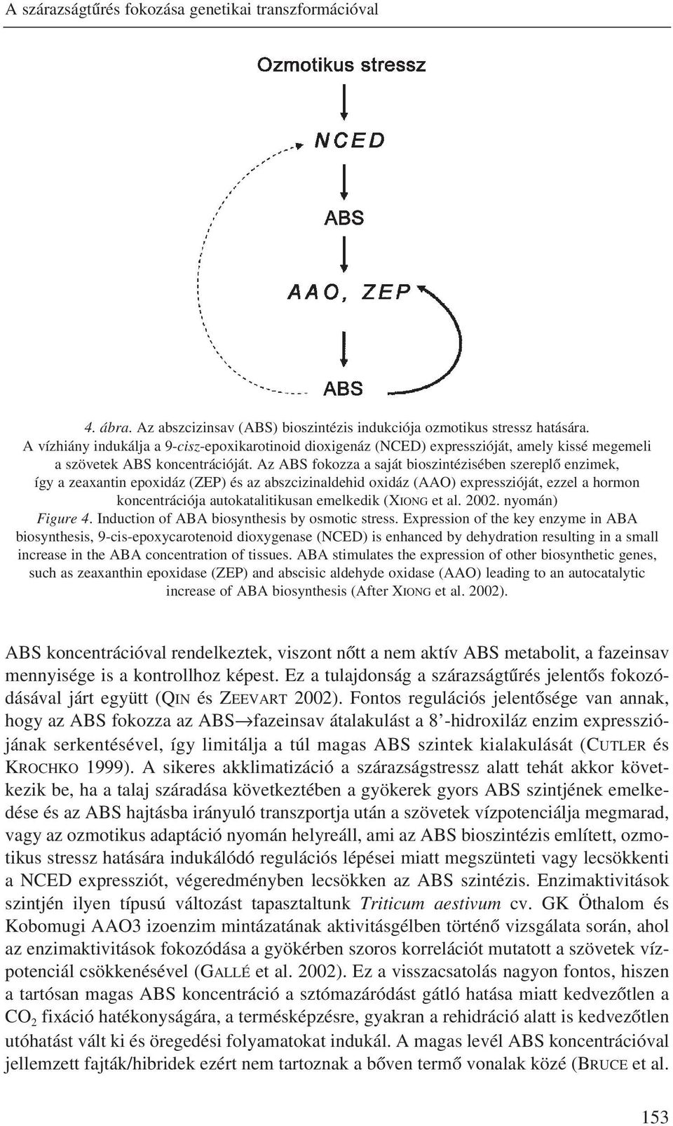 Az ABS fokozza a saját bioszintézisében szereplõ enzimek, így a zeaxantin epoxidáz (ZEP) és az abszcizinaldehid oxidáz (AAO) expresszióját, ezzel a hormon koncentrációja autokatalitikusan emelkedik