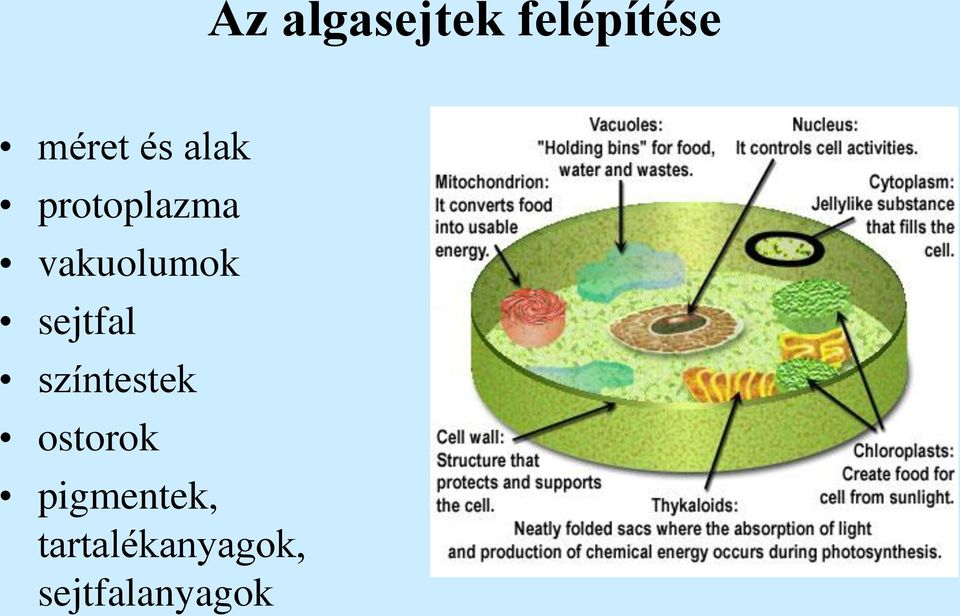 sejtfal színtestek ostorok