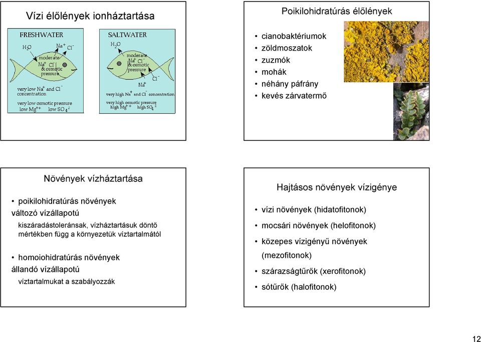 környezetük víztartalmától homoiohidratúrás növények állandó vízállapotú víztartalmukat a szabályozzák Hajtásos növények vízigénye vízi