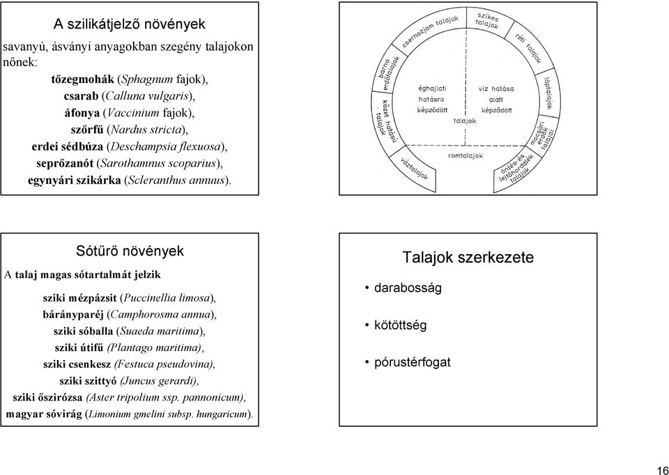 Sótűrő növények A talaj magas sótartalmát jelzik sziki mézpázsit (Puccinellia limosa), bárányparéj (Camphorosma annua), sziki sóballa (Suaeda maritima), sziki útifű (Plantago