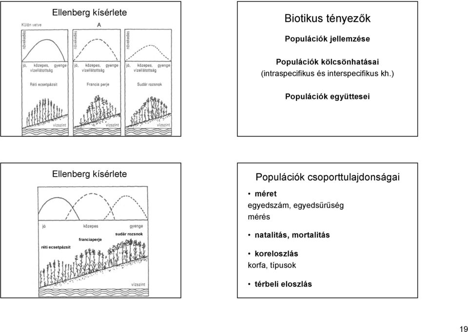 ) Populációk együttesei Ellenberg kísérlete Populációk csoporttulajdonságai méret