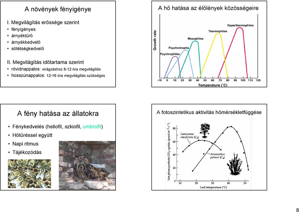 Megvilágítás időtartama szerint rövidnappalos: virágzáshoz 8-12 óra megvilágítás hosszúnappalos: 12-16 óra