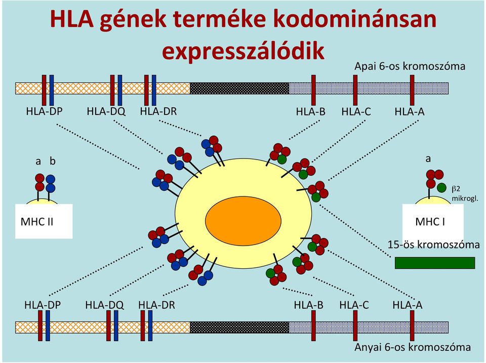 b a β2 mikrogl.