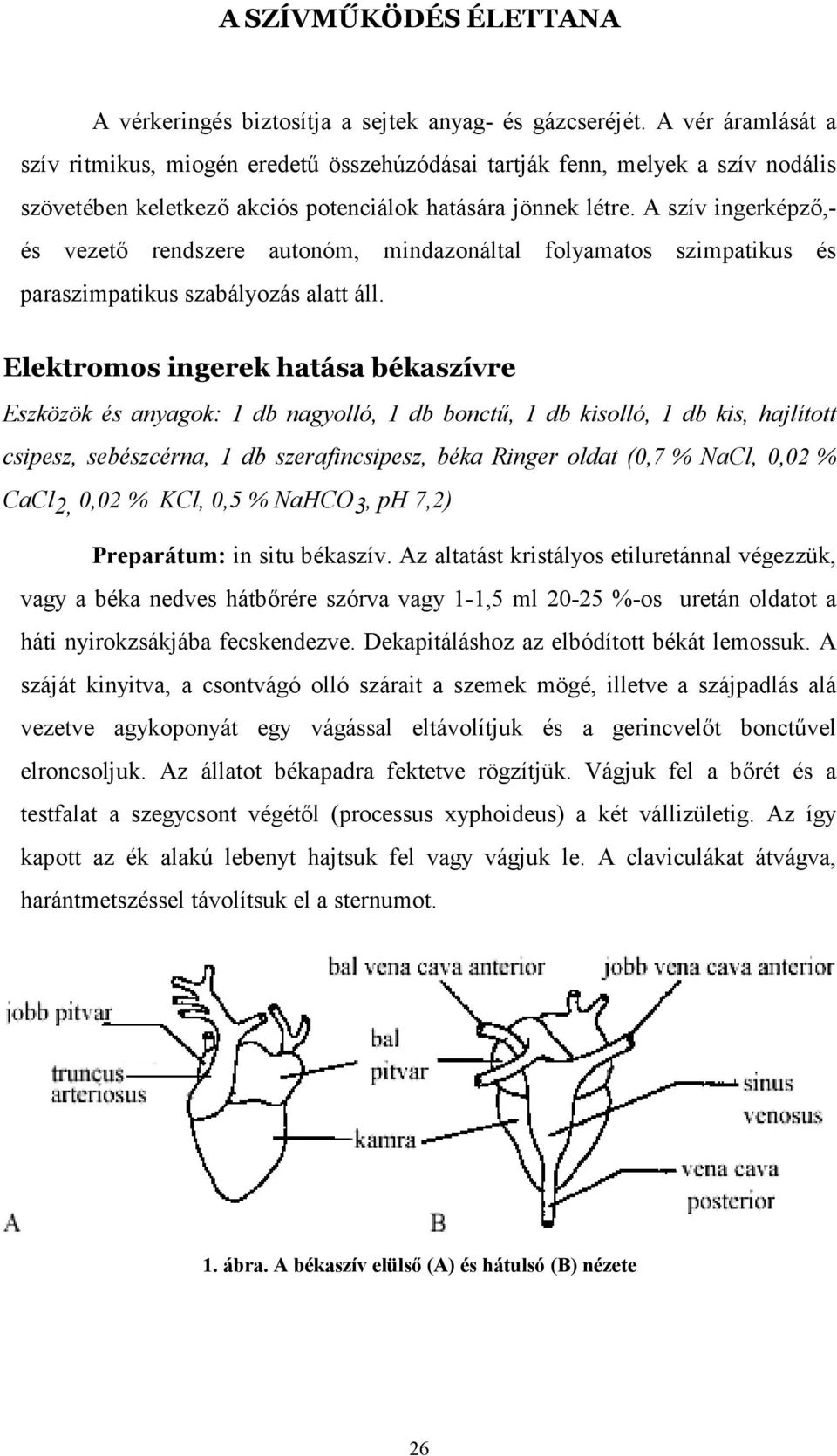 A szív ingerképzı,- és vezetı rendszere autonóm, mindazonáltal folyamatos szimpatikus és paraszimpatikus szabályozás alatt áll.