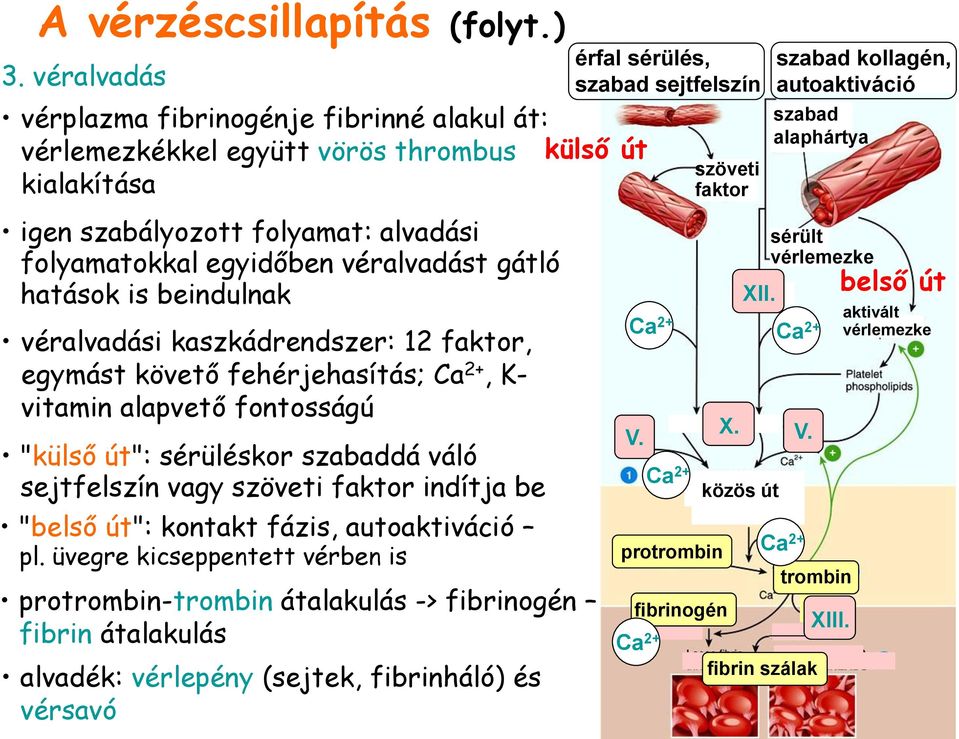 is beindulnak véralvadási kaszkádrendszer: 12 faktor, egymást követő fehérjehasítás; Ca 2+, K- vitamin alapvető fontosságú "külső út": sérüléskor szabaddá váló sejtfelszín vagy szöveti faktor indítja