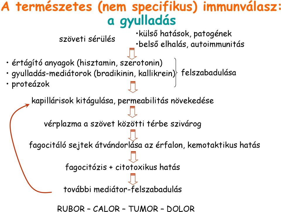 felszabadulása kapillárisok kitágulása, permeabilitás növekedése vérplazma a szövet közötti térbe szivárog fagocitáló