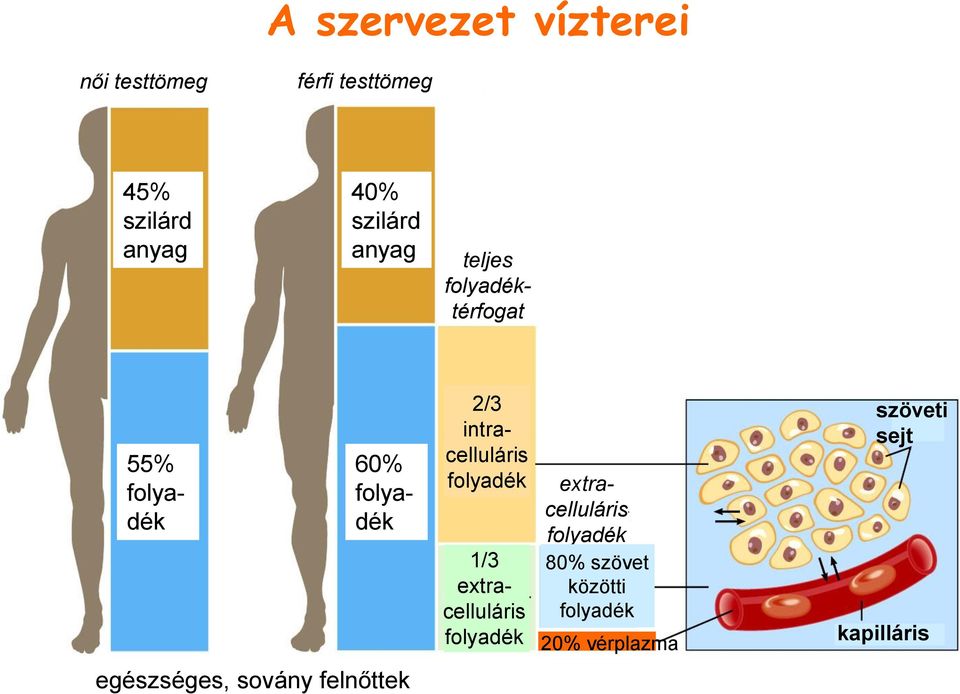 intracelluláris folyadék 1/3 extracelluláris folyadék extracelluláris folyadék