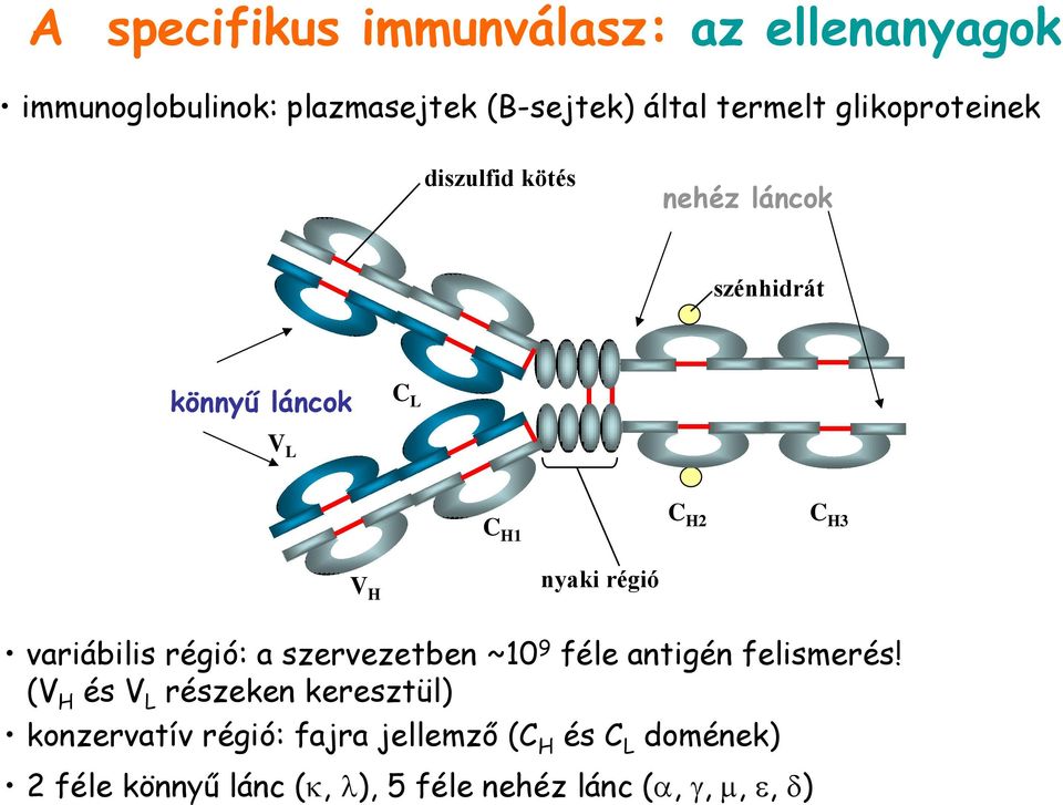 régió variábilis régió: a szervezetben ~10 9 féle antigén felismerés!