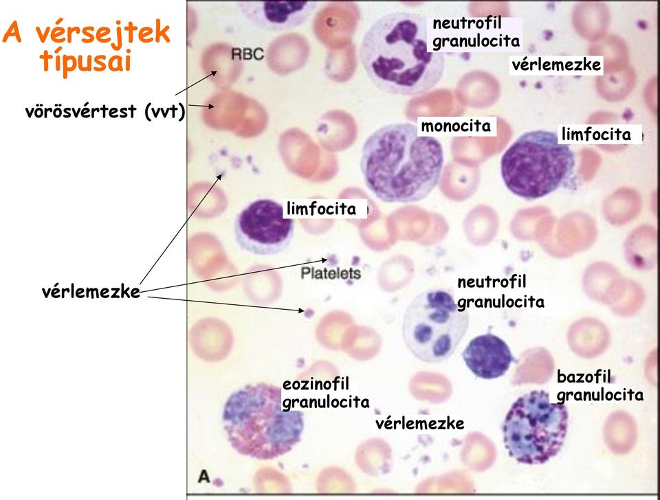 limfocita limfocita vérlemezke neutrofil