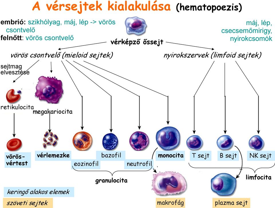 elvesztése nyirokszervek (limfoid sejtek) retikulocita megakariocita vörösvértest vérlemezke eozinofil
