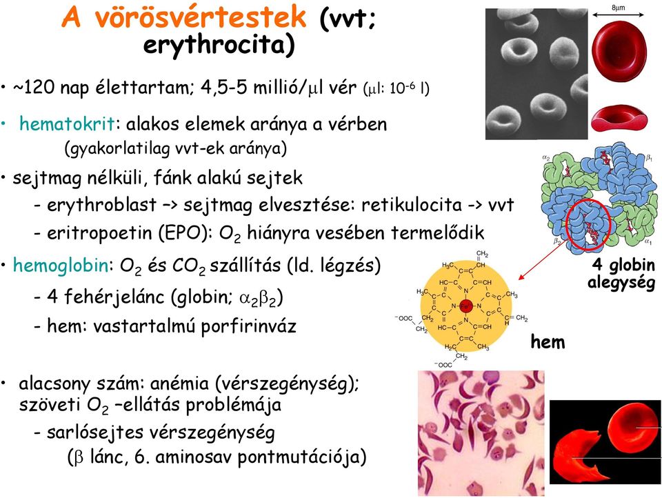 O 2 hiányra vesében termelődik hemoglobin: O 2 és CO 2 szállítás (ld.