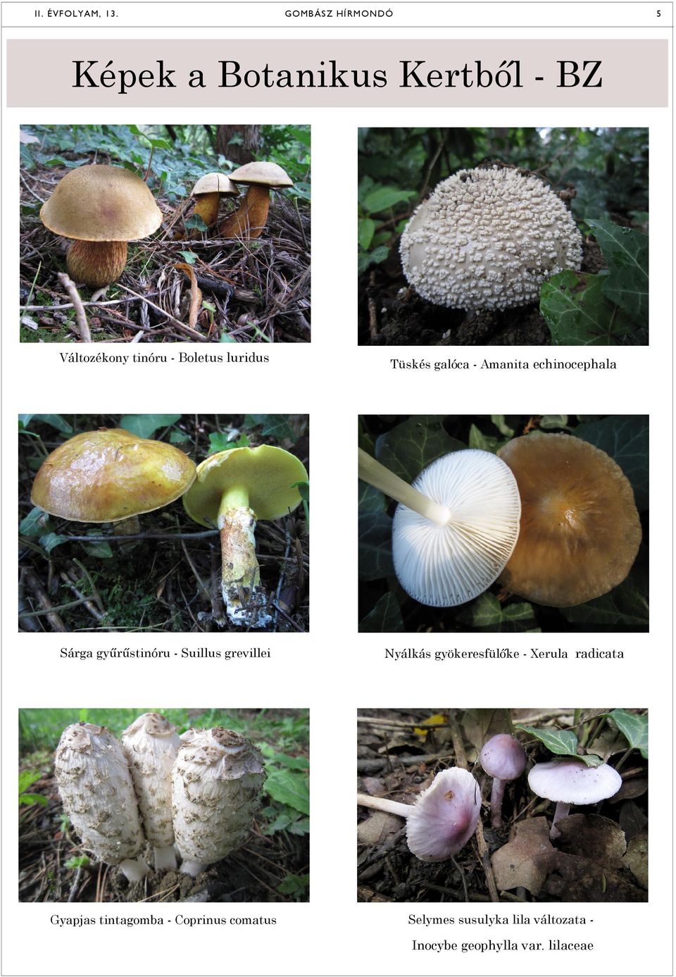 Boletus luridus Tüskés galóca - Amanita echinocephala Sárga gyűrűstinóru - Suillus