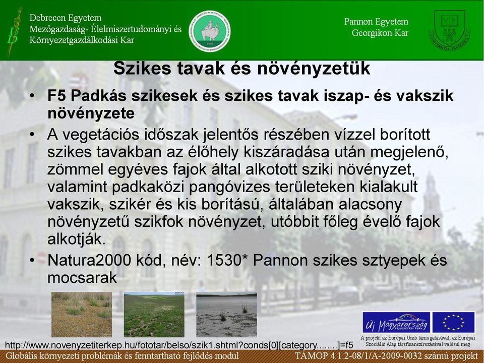 pangóvizes területeken kialakult vakszik, szikér és kis borítású, általában alacsony növényzetű szikfok növényzet, utóbbit főleg évelő fajok