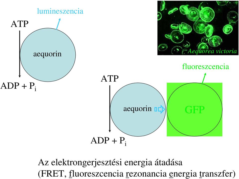 ADP + P i Az elektrongerjesztési energia