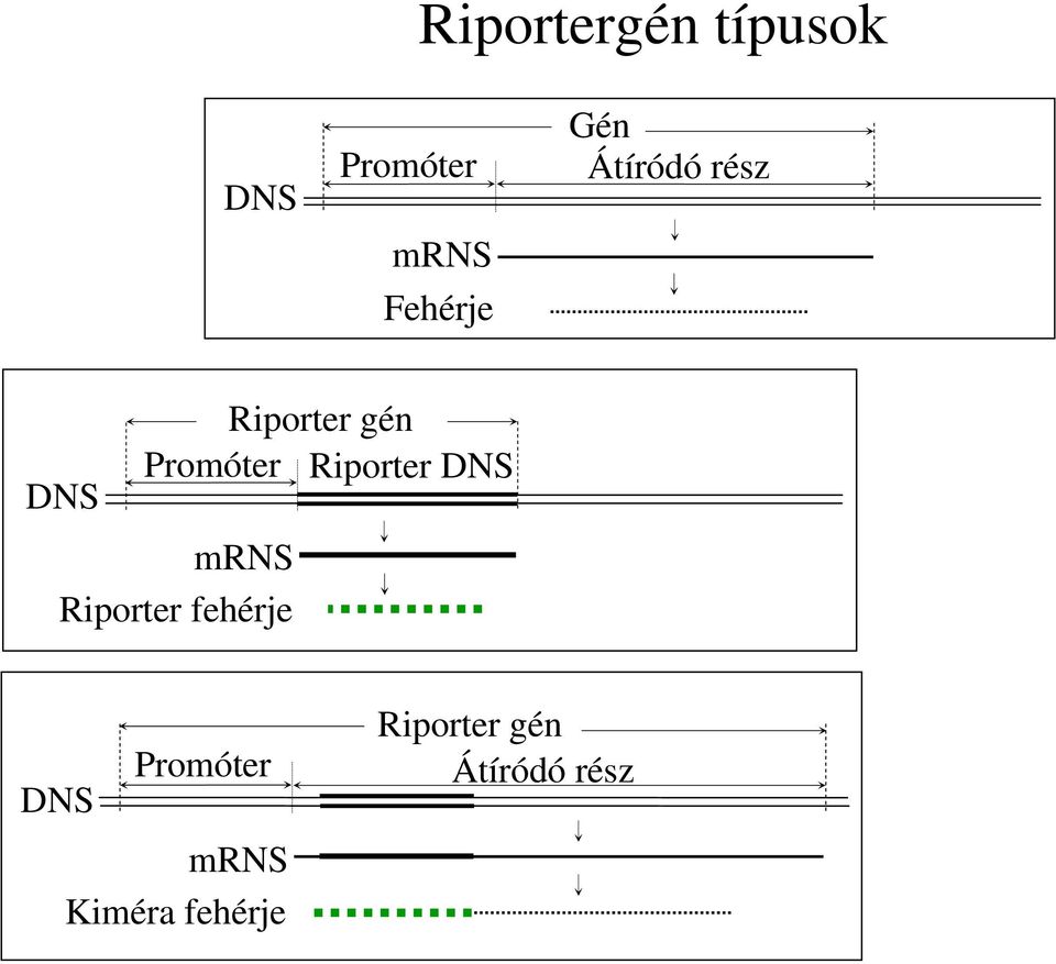 Riporter DNS mrns Riporter fehérje DNS