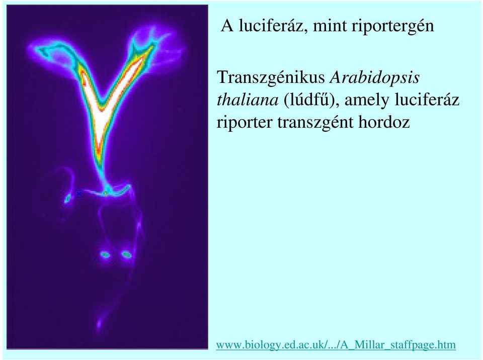 ), amely luciferáz riporter transzgént