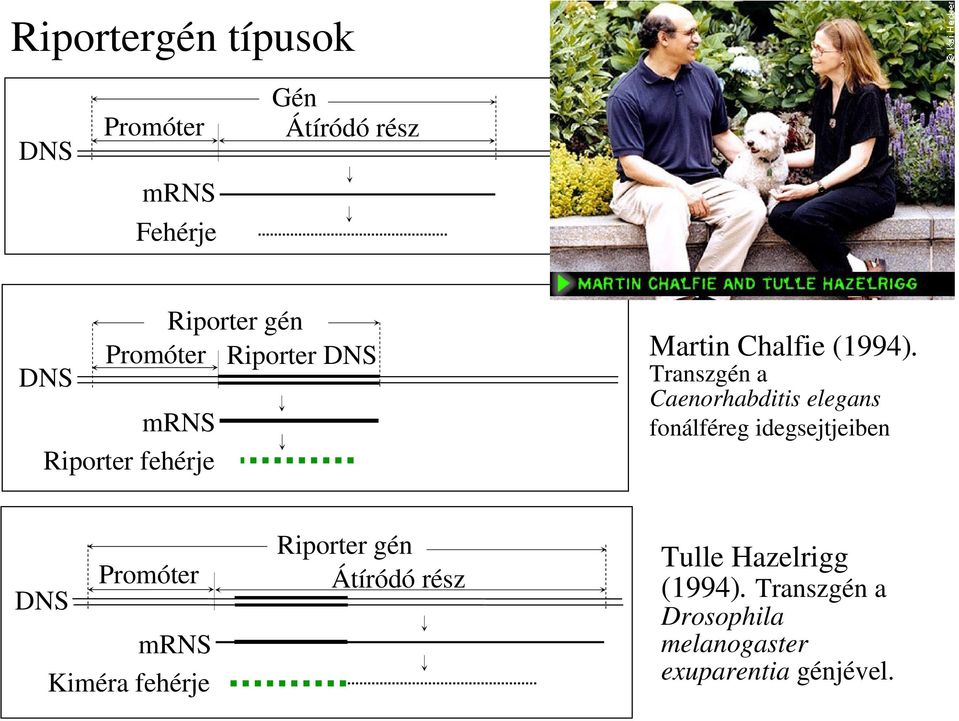 Transzgén a Caenorhabditis elegans fonálféreg idegsejtjeiben DNS Promóter mrns Kiméra