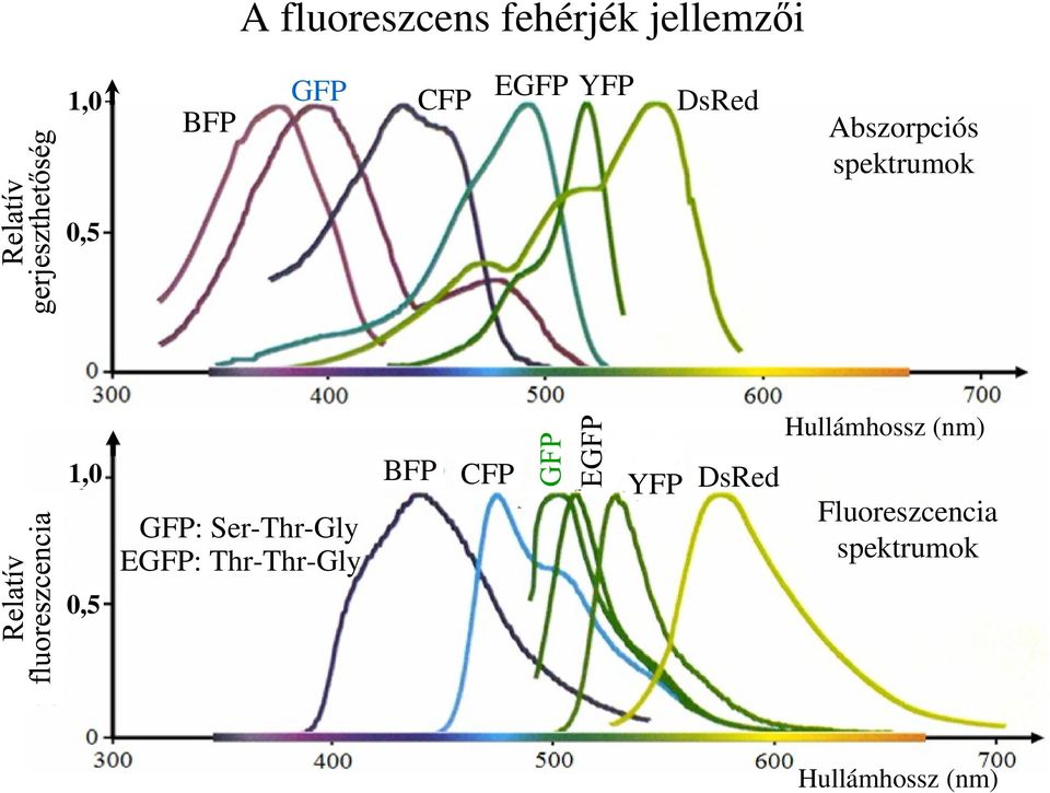 GFP: Ser-Thr-Gly EGFP: Thr-Thr-Gly BFP CFP YFP DsRed