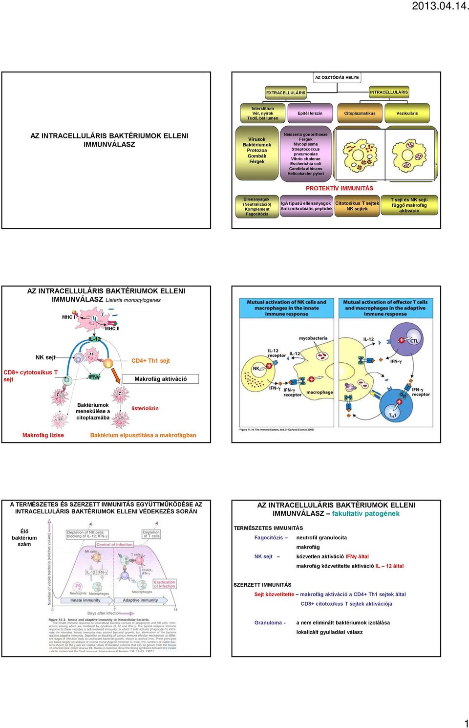 Listeria monocytogenes Protozoa Mycobacterium Salmonella typhimurium Leishmania spp. Listeria ssp. Trypanosoma spp.