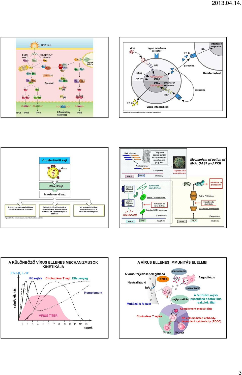 mer accumulation in cytoplasmic membranes (e.g.